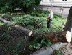 В Ужгороде жертвами мощного урагана стали деревья и крыши