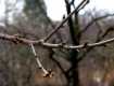 Почки на деревьях в Ужгороде предсказывают теплую весну