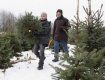 В Закарпатье милиция изымает незаконно срубленные елки