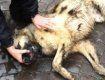 Общественные деятели по защите животных начали спасать собак