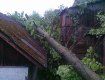 В Ужгороде несколько деревьев упало на дорогу и жилые дома