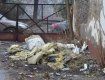 В самом центре Ужгорода разрастается еще одна стихийная мусорная свалка
