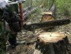 В Перечинском районе массовая вырубка леса достигла апогея