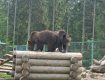 Медведи-курортники из Синевира могут испытать голодные времена