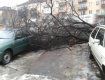 В Ужгороде около кафе "НямНям" дерево привалило автомобили