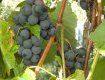 Изабелла - самый распространенный сорт винограда в Закарпатье