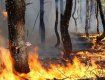 На Закарпатье из-за гулянки чиновников выгорело 40 га леса