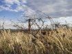 За 3 года на Закарпатье вырубили более половины винограда