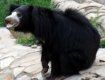Канадец спасся от черного медведя, схватив его за язык