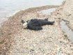 В Хусте найдено мертвую женщину, которая была в розыске
