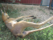 В Раховском районе задержали браконьера, убившего косулю