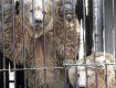 Из-за длительного тепла медведи в Карпатах не залегают в зимнюю спячку.