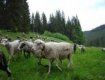Овцы вместе с чабанами пробудут на полонинах до самой осени