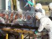 Лихорадка Эболы добралась до Сербии