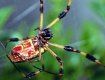 Сенсаційне відкриття вчених щодо використання павуків в медицині