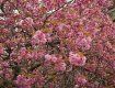 В областном центре Закарпатья полностью расцвели японские вишни
