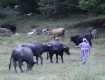 В Закарпатье пока насчитывается 63 карпатских буйвола