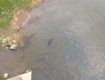 Пользователь соцсети сфотографировал в реке Уж настоящего бобра