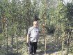 Михаил Майструк из Ужгорода вырастил помидоры высотой 6 м