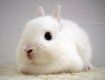 По китайскому календарю 2011 год будет годом белого (металлического) Кролика