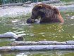 От жары на НПП «Синевир» медведей спасает бассейн и мороженое
