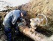 На Закарпатье предупредили попадание нефти в водные объекты в результате врезки
