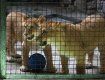 В Киевском зоопарке пополнение - четверо львят