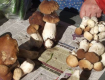 Цены на белый гриб для заморозки в Украине снизились на треть