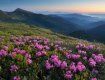 Увидеть в Карпатах чудо цветения рододендрона можно в июне