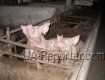 Закарпатський племінний завод вирощує найкращих свиней