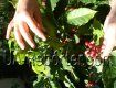 Жительница Мукачева выращивает кофейные кусты сорта “Арабика”