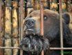На Украине в неволе содержится около тысячи медведей и пятисот волков