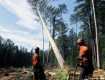 Незаконная вырубка лесов Карпат грозит экологической безопасности