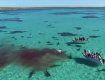 70 тигровых акул в течение нескольких часов атакуют кита