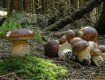 В сети YouTube появилось видео сбора мужчиной грибов в Карпатах