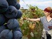 В Берегово пройдет фестиваль вина