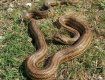 У столиці на дитячому майданчику знайшли рідкісну змію