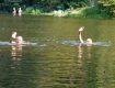 В Ужгороде купаться опасно, - можно заразиться кишечной палочкой