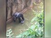 Сотрудники зоопарка вынуждены были застрелить гориллу