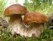 Килограмм свежих грибов стоит 40 грн., а сушеных – 400