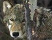 В Закарпатье волки нападают на отары овец все чаще и агрессивнее