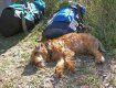В Мукачево выделили для собак 200 000 грн и откроют web-сайт