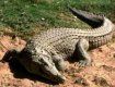 Одесские спасатели ловят крокодила