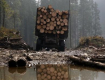 В 2015 году в Украине вырублено 1% от всех наших лесов