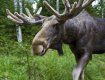 Екологи забили тривогу: цей вид тварин вимирає в Україні