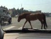 Знесилений кінь стурбував водіїв