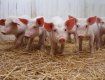 У Латвії на свинофермі зафіксовано спалах африканської чуми свиней