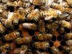 Разъяренные пчелы усугубили ДТП в Турции