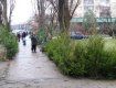 На рынках Ужгорода продают елки любого размера