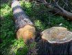 Закарпатец погиб во время рубки дров